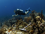 National Coral Reef Monitoring Program (NCRMP) diver, Matt Kendall, surveys and collects fish data by conducting a reef visual census on a coral reef in St. John, USVI, 2023. NCRMP divers survey the fish and benthic communities of our nation's coral reef ecosystems. Credit: Enzo Newhard/Friends of the Park