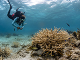 National Coral Reef Monitoring Program (NCRMP) diver, Nicole Rotelle, hovering above an _Acropora cervicornis_ (Staghorn) colony in St. John, USVI, 2023. NCRMP divers survey the fish and benthic communities of our nation's coral reef ecosystems. _Acropora cervicornis_ is a “threatened” coral species listed under the Endangered Species Act (ESA). NCRMP divers record the presence or absence of ESA-listed coral species at each site they survey. Credit: Enzo Newhard/Friends of the Park