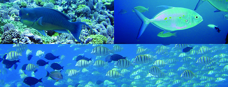 Upper left - blue and yellow fish in front of a coral reef; upper right - a silver fish with blue water in background; bottom - a school of white fish with black stripes with some black fish.
