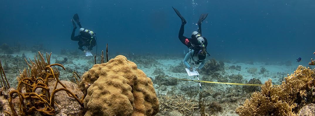 A SCUBA diver writes on an underwater slate while hovering above a coral reef.