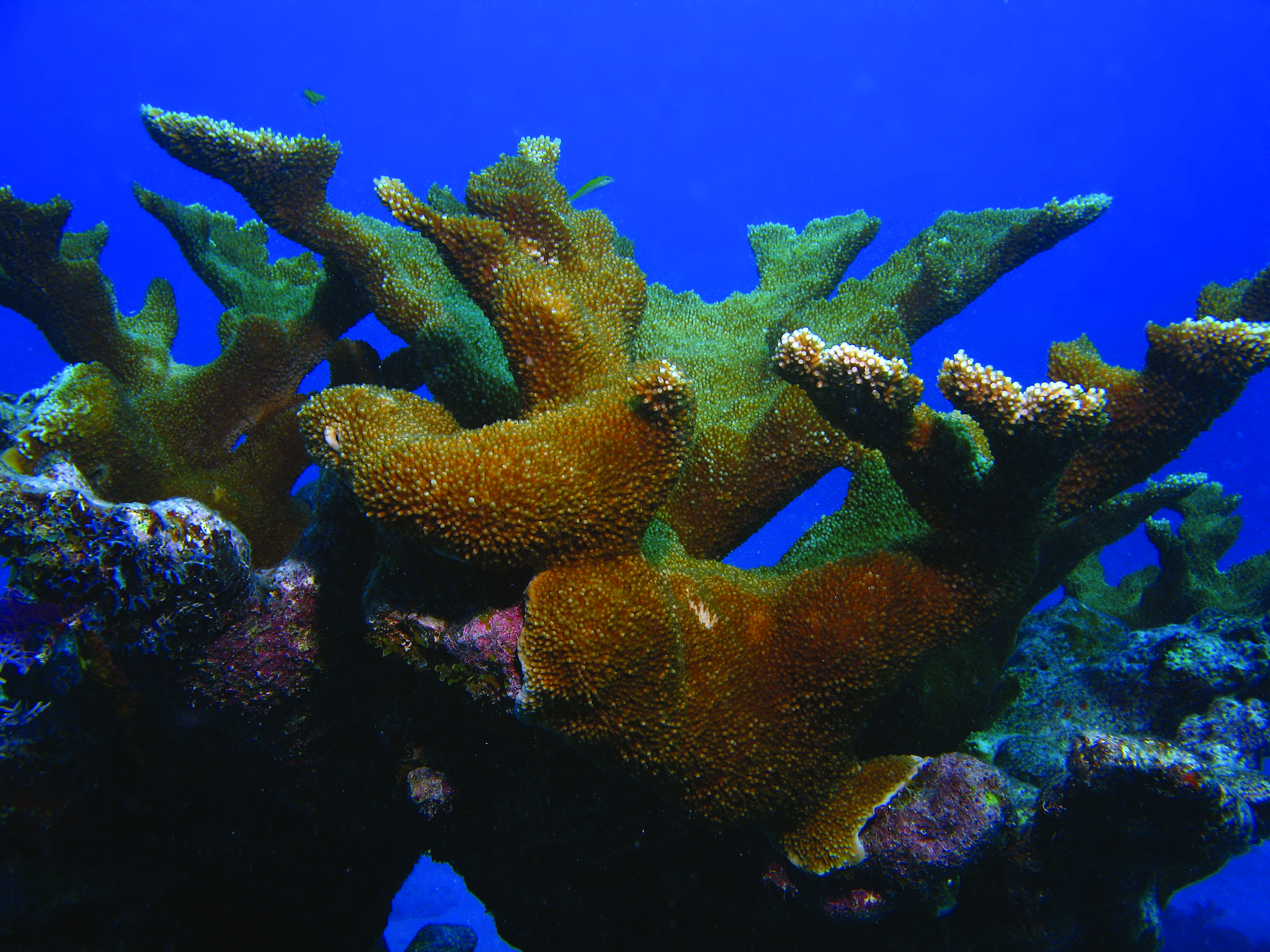 Elkhorn coral in Florida
