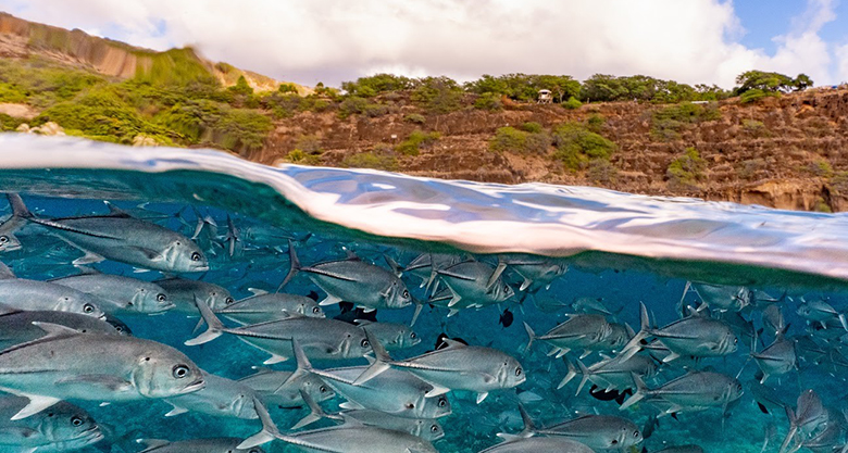 A split photo of a school of silver colored fish below the surface and brown cliffs with green trees above the surface.