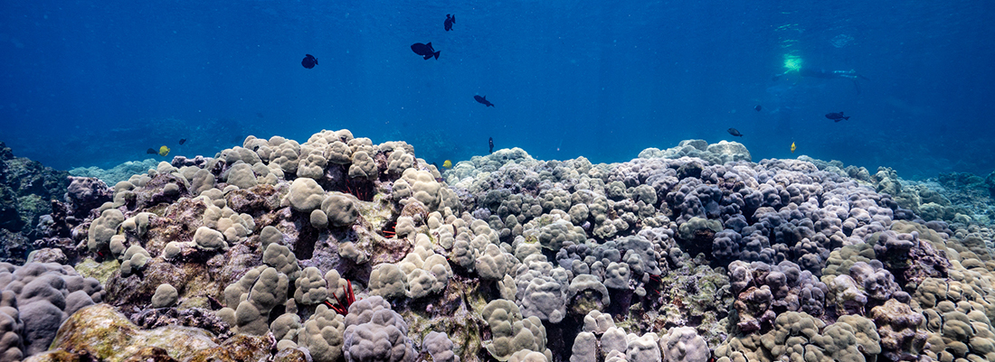 A shallow colorful coral reef with black fish swimming in the background.