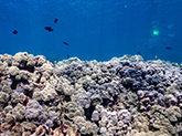 A shallow colorful coral reef with black fish swimming in the background.