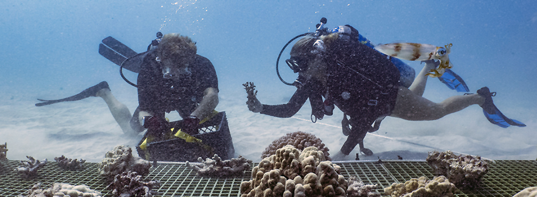 Underwater photo of two divers hovering over a metal grate on the sea floor with coral fragments on it while holding pieces of coral and a crate of fragments. A small squid photo bombs the right side of the photo