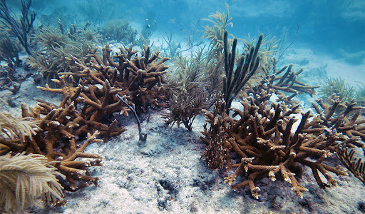Orange-brown branching coral mixed in with light tan feather-like coral on a sandy seafloor.