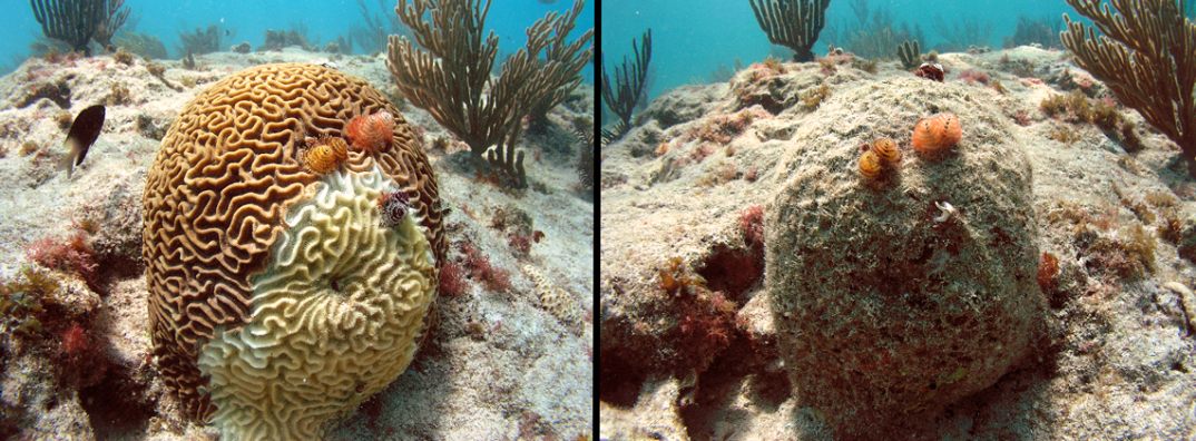 Stony Coral Tissue Loss