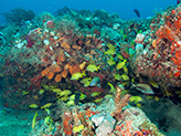 School of yellow fish swimming around multi-colored coral outcroppings