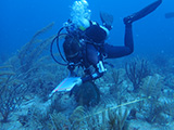 National Coral Reef Monitoring Program (NCRMP) diver and 2023 NOAA Coral Reef Conservation Program Knauss Fellow, Lexie Sturm, conducting a line-point-intercept survey along a transect in St. John, USVI, 2023. NCRMP divers survey the fish and benthic communities of our nation's coral reef ecosystems. Credit: Nicole Rotelle/National Park Service