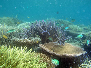Reef in Palau
