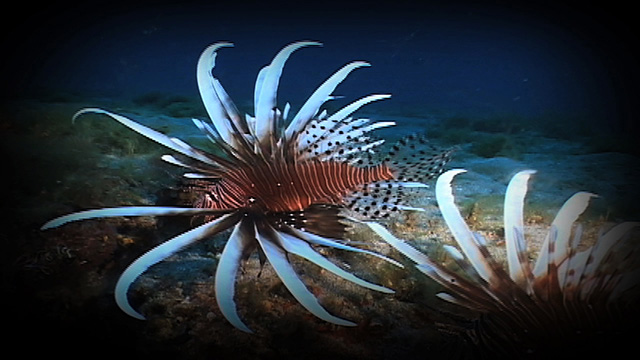 Lionfish on the Loose