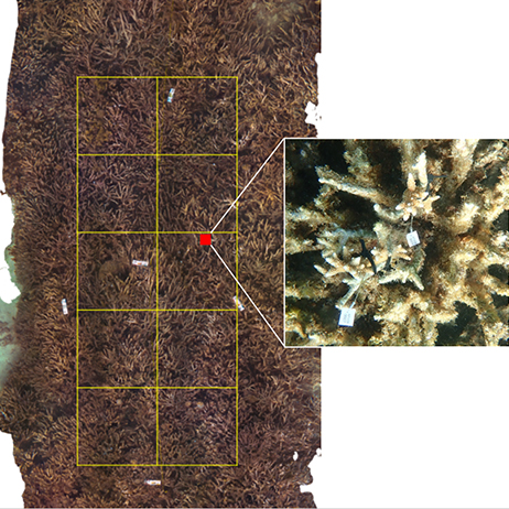 On the left, a bird's eye view of a coral reef with a yellow grid and a small red square overlaid on it. The red square connects to a smaller photo on the right of a branching tan coral with two white tags attached.