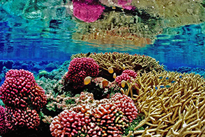 Image of color reefs