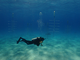 A scuba diver swims through clear water where white tree-like structures are anchored to the seafloor.