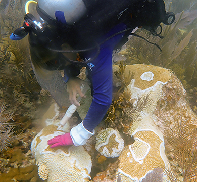 A scuba diver applies a white paste from a syringe onto a coral head. Areas of living coral are edged with the white paste among areas of dead coral.