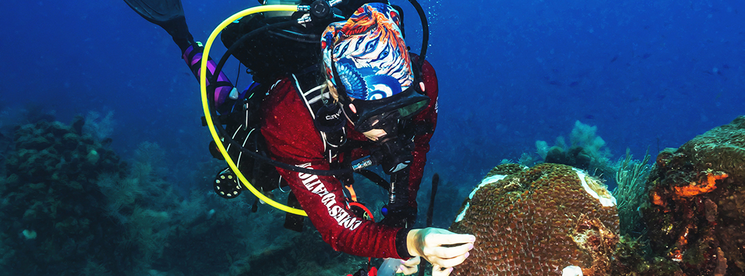 A scuba diver applies antibiotic paste to a diseased coral head. Antibiotic application is one strategy for combating SCTLD. Credit: Joe Synder.