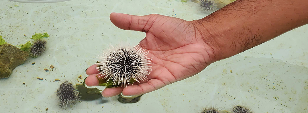 A hand holding a black and white sea urchin above a tank filled with sea urchins and green algae.