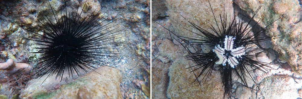 Left figure shows an underwater image of a black sea urchin with many long, protruding black spines. Right figure shows an underwater image of a sick black sea urchin that has lost many of its spines, showing some white flesh.