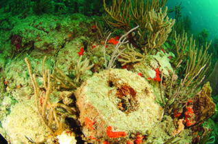 Sediment-covered coral in Florida