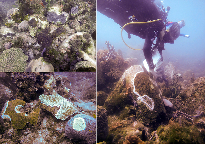 A scene of multi-colored corals, most with white areas of mortality, and white coral skeletons  in the top left. A diver hovers over a large coral, applying a white line from a tube onto the coral on the right. Several tan coral heads with living tissue, dead tissue, and a white line outlining the live tissue on the bottom left.
