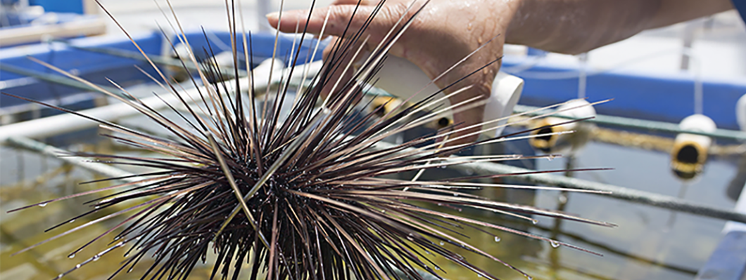 Close-up shot of a black sea urchin with long, protruding spines being held with tongs over a tank of water with pipes across it.