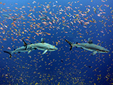 Grey reef sharks (Carcharhinus amblyrhynchos) and colorful schools of anthias in the waters of Jarvis Island, Pacific Remote Island Areas Marine National Monument.  Credit: NOAA, Kelvin Gorospe