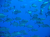 Typically living in inshore coastal waters, schools of bigeye trevally (Caranx sexfasciatus) are often inquisitively encircling divers.  Credit: NOAA