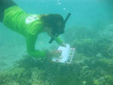 NOAA Coral Reef Management Fellow, Whitney Hoot surveys coral bleaching in Tumon Bay, Guam. Credit: NOAA