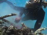 A marine debris technician free-dives down to carefully cut and remove a large derelict fishing net from the reef at Pearl and Hermes Atoll. Credit: NOAA Fisheries/Steven Gnam