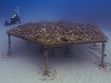 A coral nursery loaded with detached corals in Hawai’i off the coast of O’ahu. Credit: NOAA Fisheries
