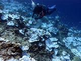 Bleached coral at Jarvis Island in the Pacific Remote Islands. Credit: NOAA