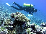 A Regional Ecological Assessment diver works along a transect line. Credit: NOAA