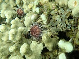A sea urchin cleaning a coral of invasive algae in Kāne’ohe Bay, Hawai’i. Credit: NOAA Fisheries