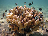 Several species of damselfish (Dascyllus reticulatus and Dascyllus aruanus) nestle in a cauliflower coral at Rose Atoll Marine National Monument, in American Samoa. Credit: NOAA