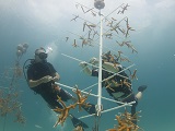 Divers tend to small, found corals anchored to an underwater structure. Corals grown in nurseries like this one can be replanted on damaged reefs or studied by researchers trying to understand what makes corals more resilient to environmental stressors. Credit: NOAA.