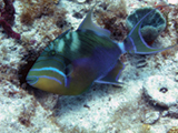 A queen triggerfish (Balistes vetula) observed during coral reef ecological surveys conducted in St. Croix, U.S. Virgin Islands.  Credit: NOAA
