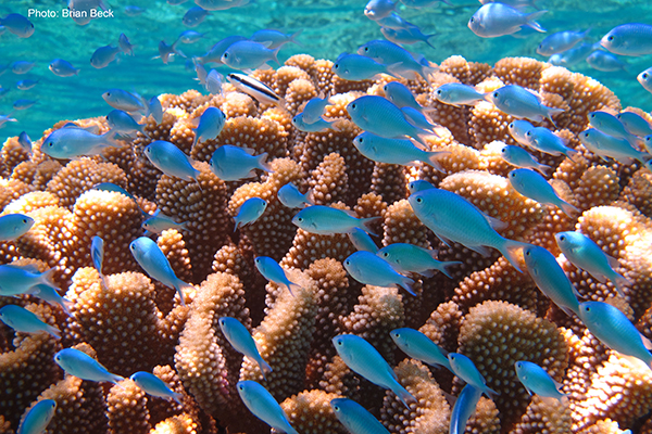 A school of blue chromis swim over a colony of Pocillopora in French Polynesia. Credit Brian Beck 