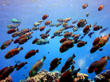 A large school of Pacific Slopehead Parrotfish (<i>Chlorurus frontalis</i>) graze on crustose corraline alage in a marine protected area in American Samoa.  Credit: NOAA, Kevin Lino