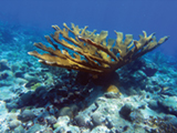 Elkhorn coral (Acropora palmata) in the U.S. Virgin Islands.  Credit: NOAA.