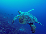During a towed diver survey large mobile reef fish and other reef residents like this <i>Chelonia mydas</i> (Green Sea Turtle) are quantified throughout the US affiliated Pacific. Credit: NOAA, James Morioka.