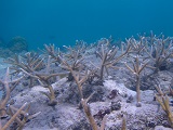Outplanted staghorn coral in Culebra, Puerto Rico. Credit: NOAA.