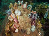 Christmas Tree Worms (Spirobranchus giganteas) are a colorful type of segmented worm found on coral reefs. Each pair of "trees" belongs to one worm. These "trees" are actually the animal's gills and allow them to extract food and oxygen from the water around them.  Credit: NOAA, G.P. Schmahl