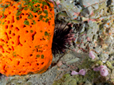A longspine urchin and an elephant ear sponge provide cover for shrimp and fish at Stetson Bank, part of
Flower Garden Banks National Marine Sanctuary.  Credit: NOAA, Ryan Eckert