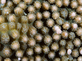 Polyps of boulder star coral (Orbicella franksi) getting ready to release gametes during the annual mass coral spawning event at East Flower Garden Bank.  Credit: NOAA, G. P. Schmahl