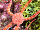 A ruby brittle star out exploring the reef of East Flower Garden Bank at night.  Credit: NOAA, G. P. Schmahl