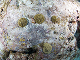 Brain coral recruits at East Flower Garden Bank in Flower Garden Banks National Marine Sanctuary. Credit: NOAA, G.P. Schmahl