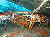 Large Spiny Lobsters (Panulirus argus) hide out under ledges at Stetson Bank.  Credit: NOAA, Emma Hickerson