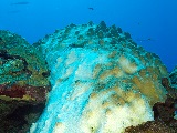 Hurricane Rita, which affected the Gulf of Mexico coast in 2005, caused bleaching in the Flower Garden Banks National Marine Sanctuary. Credit: NOAA. 