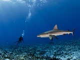 A gray reef shark comes in for a closer inspection of a census of fish biomass and biodiversity during coral reef surveys in American Samoa and the Pacific Remote Islands. Credit: NOAA Fisheries/Jeff Milisen.