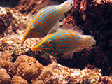 A mated pair of <i>Oxymonacanthus longirostris</i> (Orangespotted or Harlequin Filefish) are corallivores and exhibit a strong dietary preference for <i>Acropora sp</i> and in doing so, help balance a healthy reef in American Samoa. Credit: NOAA, Kevin Lino.